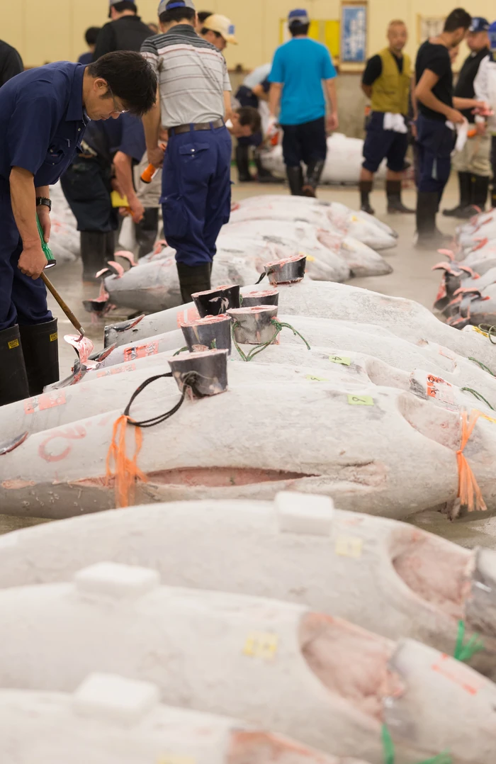 市場に並ぶ冷凍マグロと、状態を確認する人たち